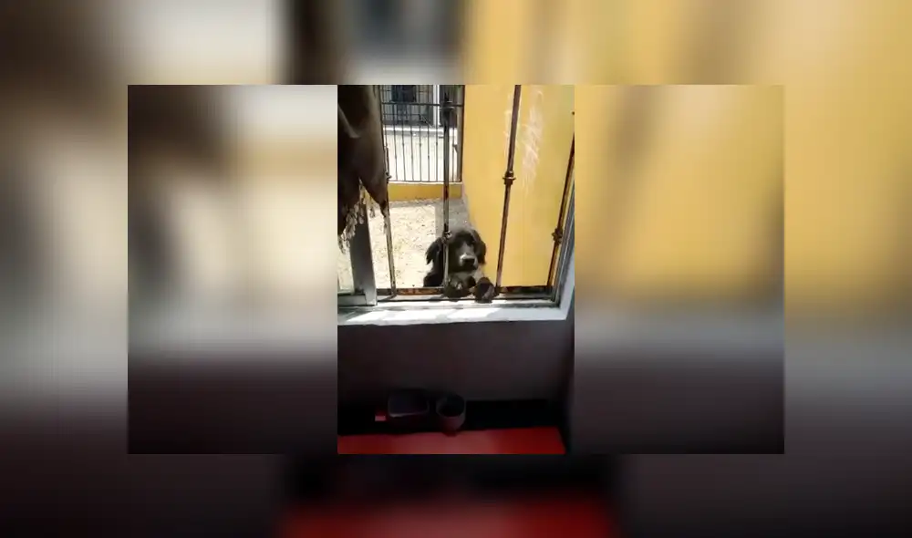 Desliza las imágenes hacia la izquierda para observar la inesperada acción de un perro tras ingresar a su casa. Foto: Joanna Garrobo. Desliza las imágenes hacia la izquierda para observar la inesperada acción de un perro tras ingresar a su casa. Foto: Joanna Garrobo.