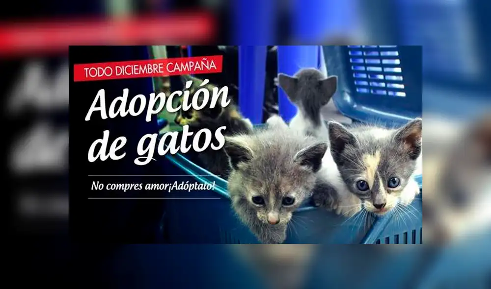 Parque Universitario: durante todo diciembre, darán en adopción a gatos abandonados 
