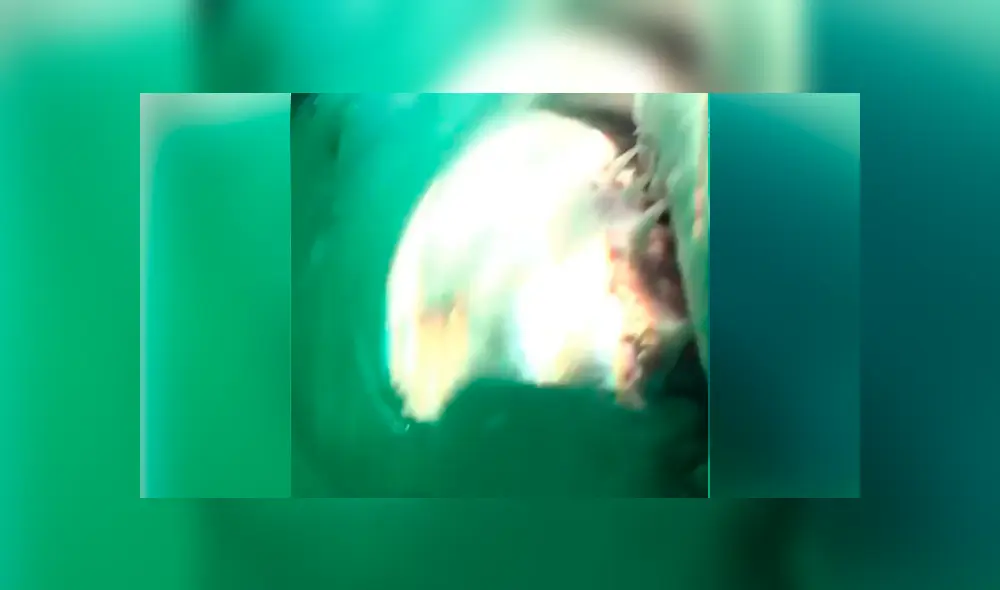 Cámara registra el momento en que aparece enfurecido tiburón. Cámara registra el momento en que aparece enfurecido tiburón.