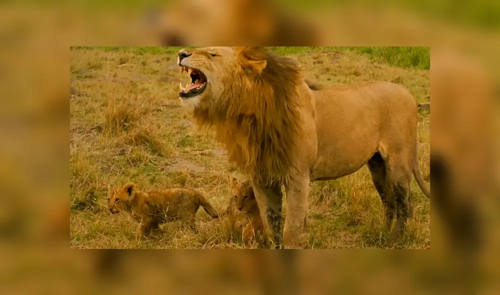 Pese a que se quedó dormido, las juguetonas crías, quieren a su padre e intentan jugar con él. Foto: BBC Earth
