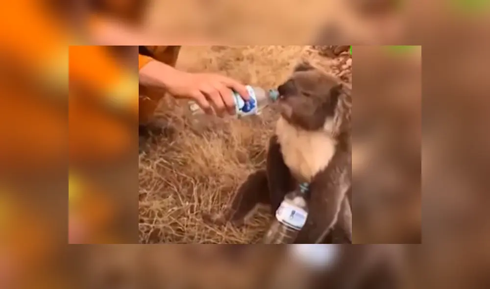 Las imágenes de la conmovedora escena han dado la vuelta al mundo tras ser difundidas en YouTube y otras redes Las imágenes de la conmovedora escena han dado la vuelta al mundo tras ser difundidas en YouTube y otras redes