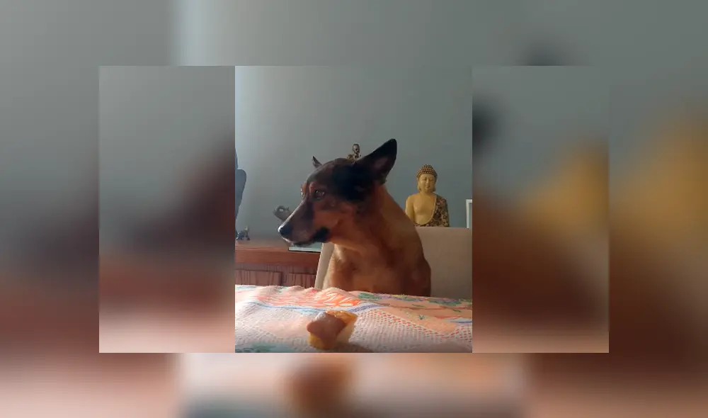 Desliza las imágenes para apreciar el buen comportamiento de un perro al acatar las órdenes de su dueña.
