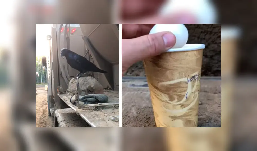 Video es viral en YouTube. El ave ha dejado a más de uno con la boca abierta, al resolver de forma rápida el popular truco que hizo un joven