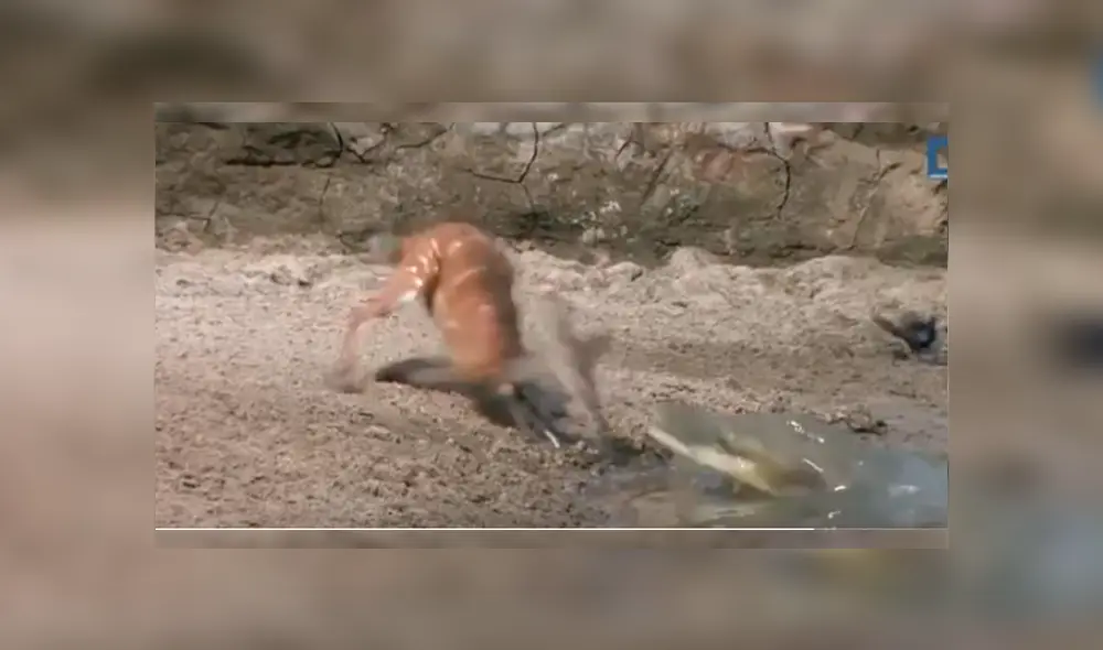 Video es viral en Facebook. El épico escape del ciervo, que estaba tomando agua de un río, ha dejado a más de uno con la boca abierta Video es viral en Facebook. El épico escape del ciervo, que estaba tomando agua de un río, ha dejado a más de uno con la boca abierta