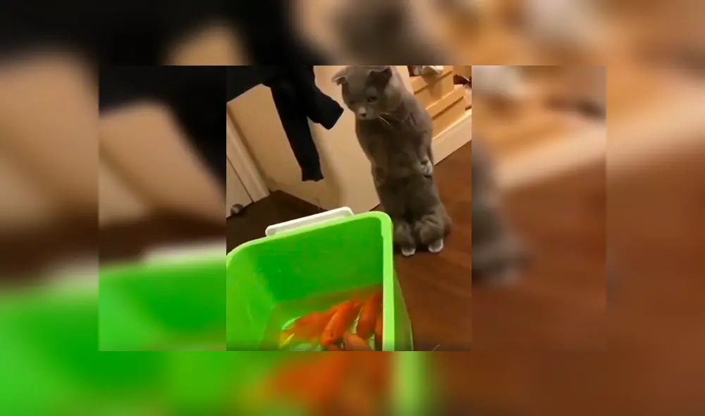 En Facebook, un joven compró unos peces como mascotas y no imaginó que su gato los quería devorar.