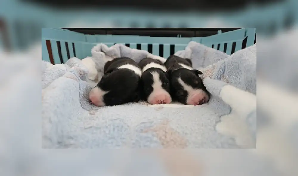 Desliza para ver más imágenes sobre este conmovedor rescate de tres perros bebés. (Foto: Facebook/ISPCA)