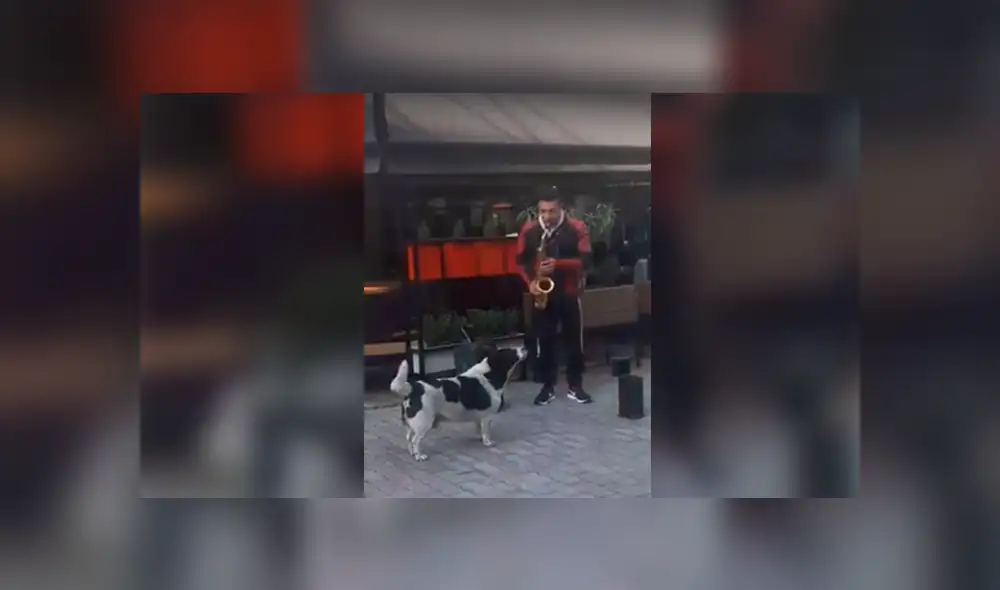 Desliza a la izquierda para ver al perro que ha sorprendido a los usuarios de Facebook. Foto: Captura.