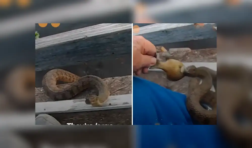 Desliza hacia la izquierda para ver la espeluznante escena que se volvió viral en YouTube. Desliza hacia la izquierda para ver la espeluznante escena que se volvió viral en YouTube.