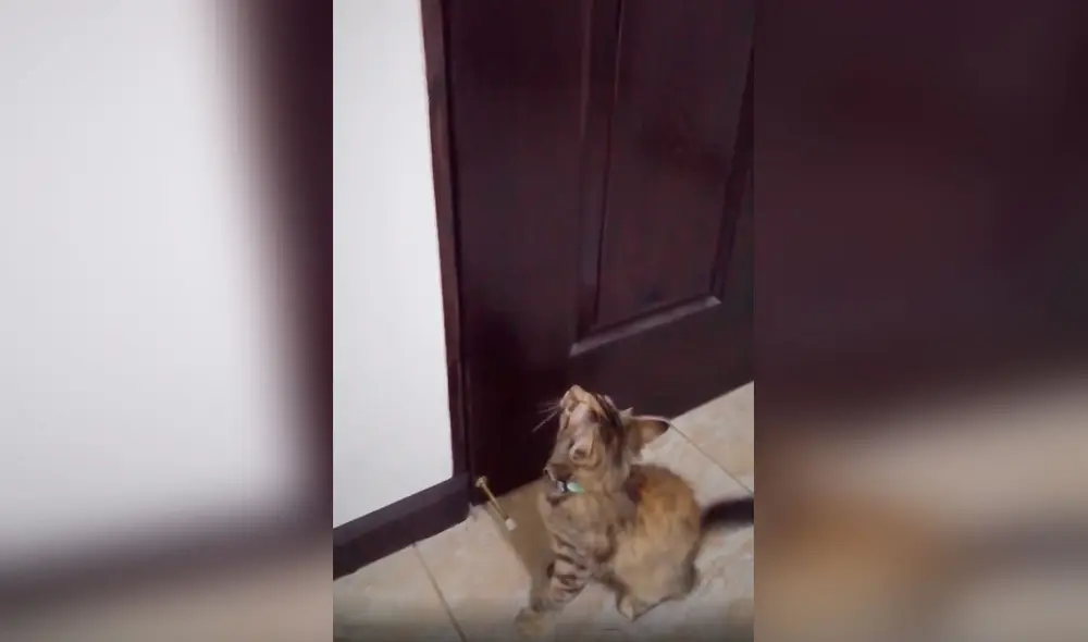 Desliza las imágenes para conocer la acción de una gatita al tratar de persuadir a su dueña para ir a la calle. Foto: captura de Facebook