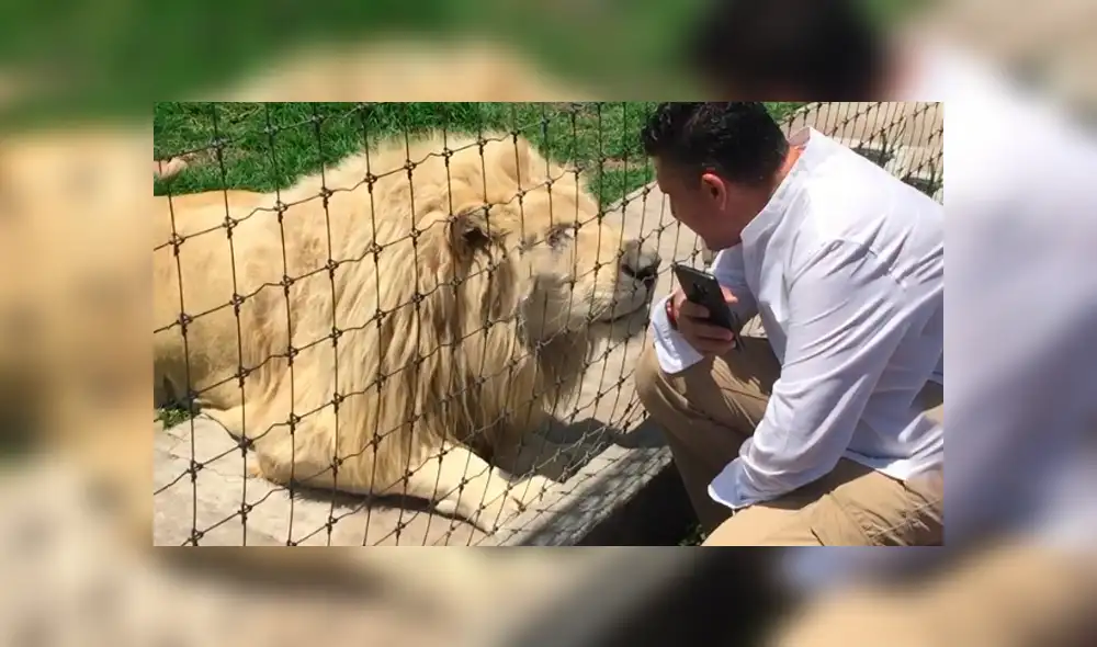 Turista ingresa a recinto de leones, sin imaginar lo que pasaría.
