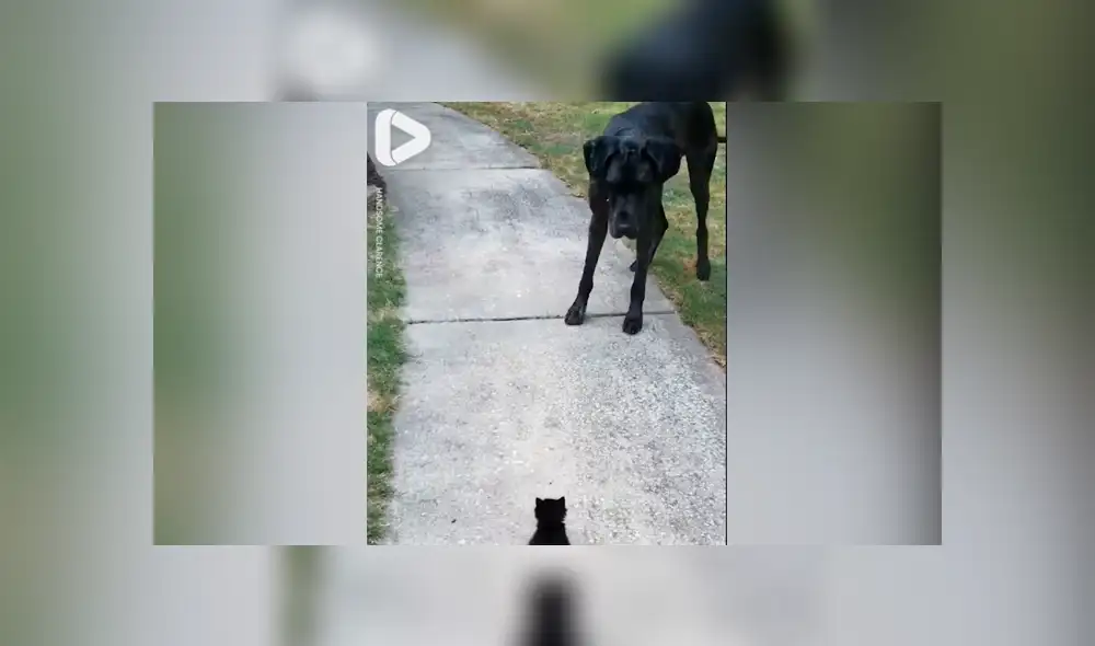 Familia adopta gato bebé y perro tiene insólita reacción al conocerlo [VIDEO] 