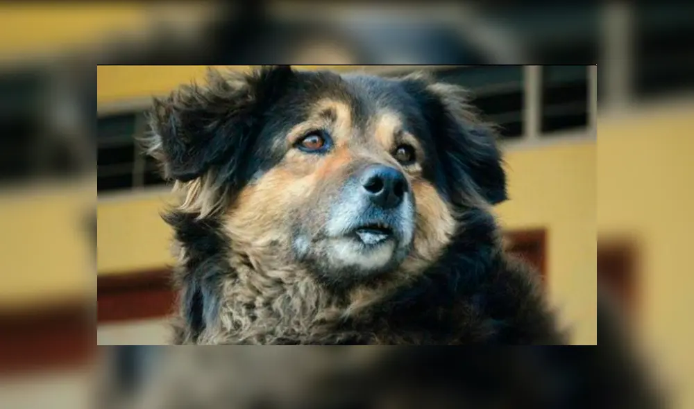 UNMSM inaugura lápida en honor a ‘Perrovaca’ y grosero error genera indignación UNMSM inaugura lápida en honor a ‘Perrovaca’ y grosero error genera indignación