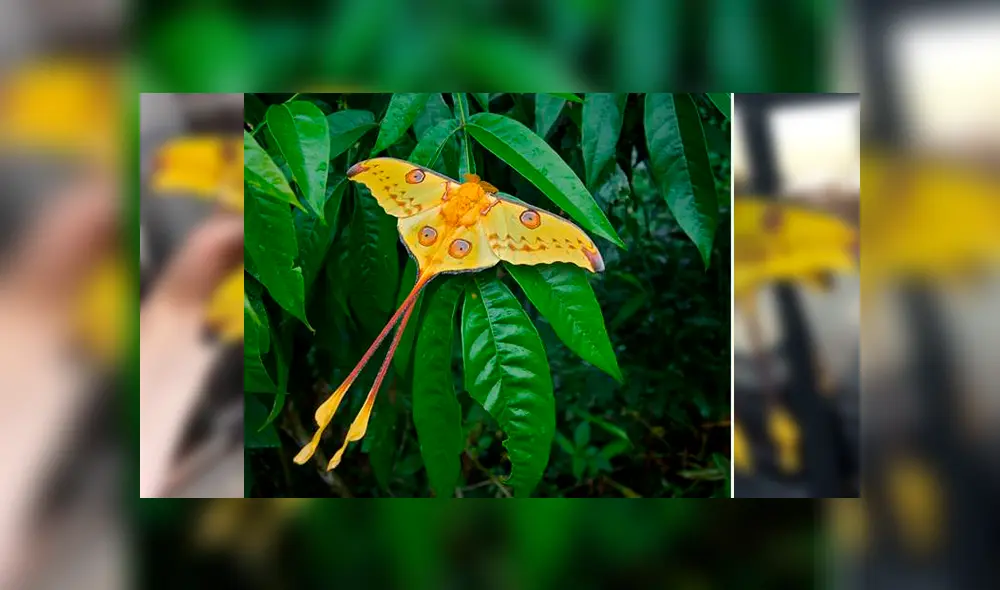 Desliza para ver la mariposa que ha sorprendido a todos en YouTube. Foto: Captura.