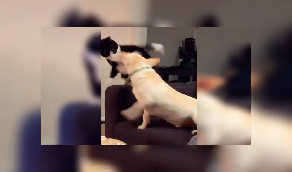 En Tik Tok, un perro y un gato protagonizaron una fuerte pelea cuando su dueña los dejó solos en casa.