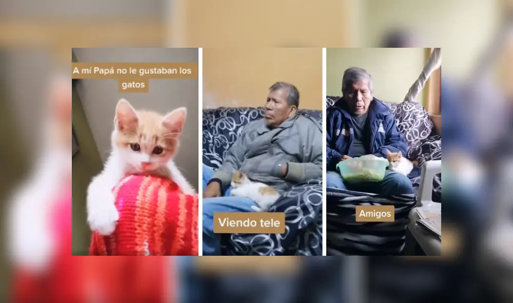 Desliza las imágenes hacia la izquierda para conocer la amorosa amistad de un señor con un pequeño gato. Foto: Captura. Desliza las imágenes hacia la izquierda para conocer la amorosa amistad de un señor con un pequeño gato. Foto: Captura.
