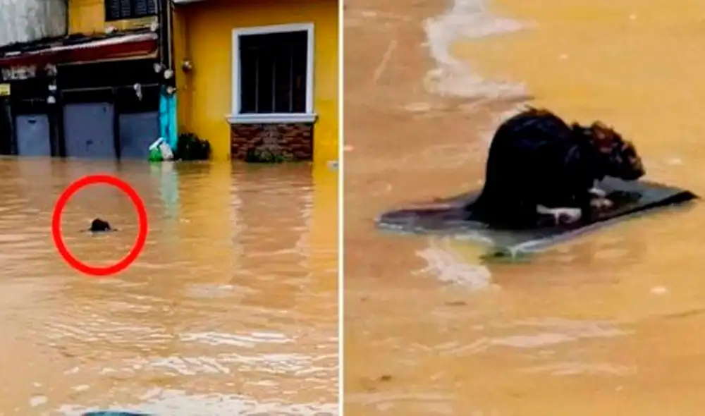 Desliza las imágenes para ver a la intrépida rata salvando su vida tras el paso del tifón. Foto: Facebook Desliza las imágenes para ver a la intrépida rata salvando su vida tras el paso del tifón. Foto: Facebook