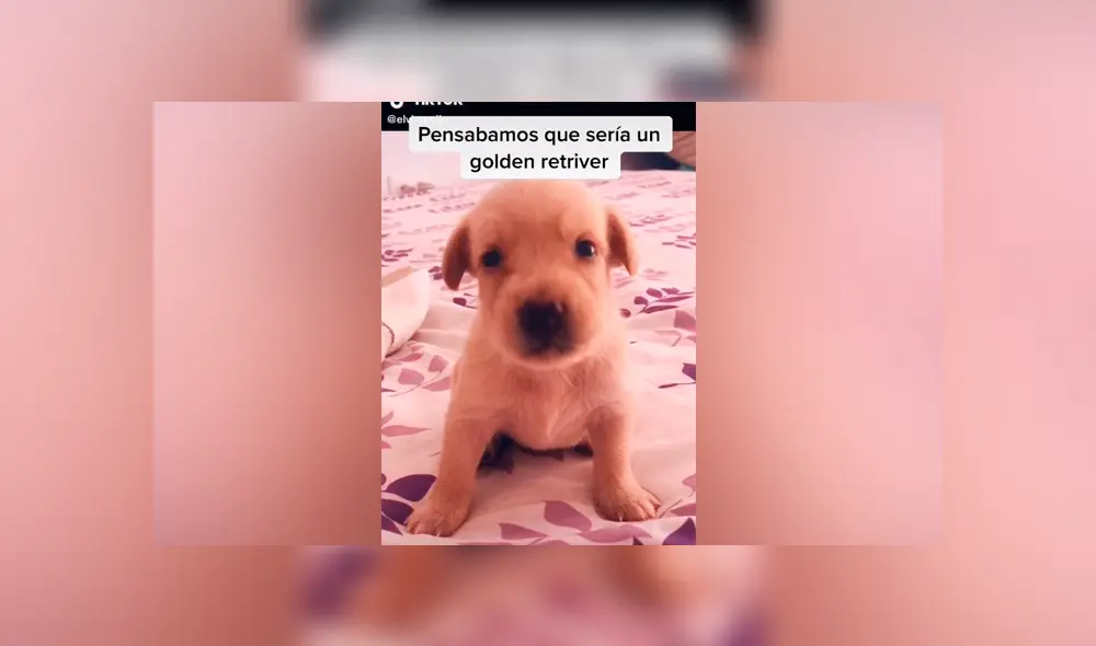 Desliza las imágenes para descubrir la verdadera raza de este presunto perro golden retriever. Foto: Elvia Mejía/TikTok Desliza las imágenes para descubrir la verdadera raza de este presunto perro golden retriever. Foto: Elvia Mejía/TikTok