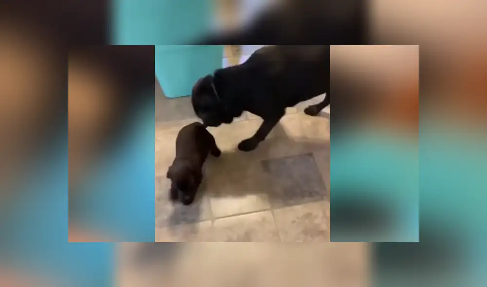 A través de YouTube se ha vuelto viral el momento en que un perro conoce a la nueva mascota que adoptó su familia.