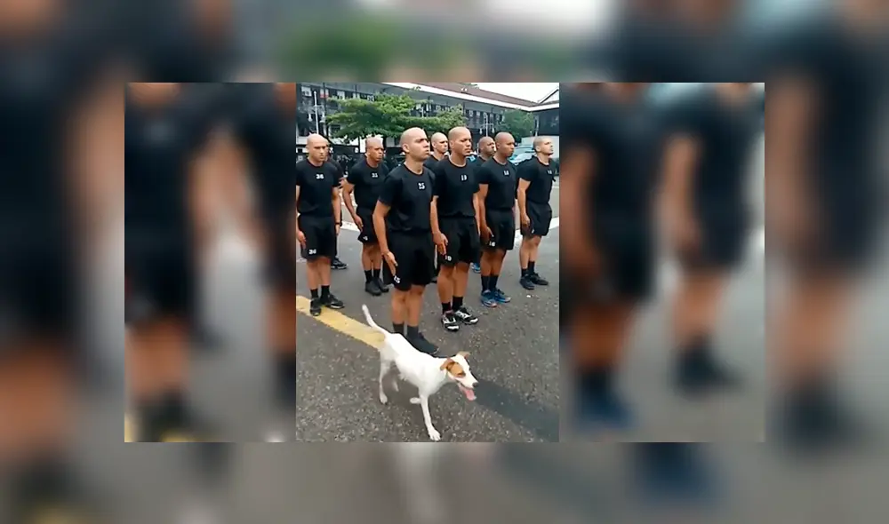 Facebook viral: cadetes debían permanecer inmóviles, pero travieso perro pone a prueba su concentración Facebook viral: cadetes debían permanecer inmóviles, pero travieso perro pone a prueba su concentración