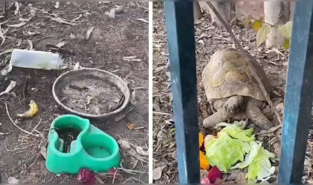 La denunciante busca que las tortugas sean puestas en adopción. Foto: composición LR/cortesía La denunciante busca que las tortugas sean puestas en adopción. Foto: composición LR/cortesía