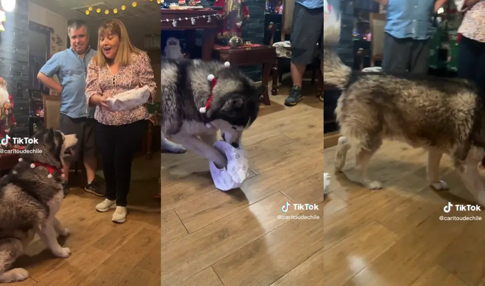 ¿Por qué se decepcionó este perro por su regalo de Navidad? Foto: TikTok/Carolina Apablaza