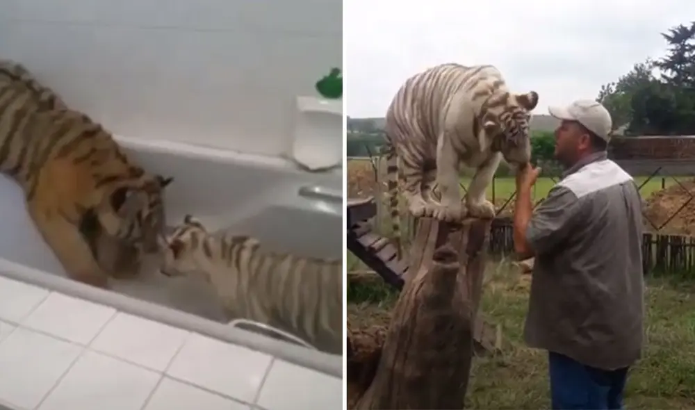 Desliza las imágenes para ver más detalles sobre esta conmovedora historia que es viral en redes sociales. Foto: captura de YouTube