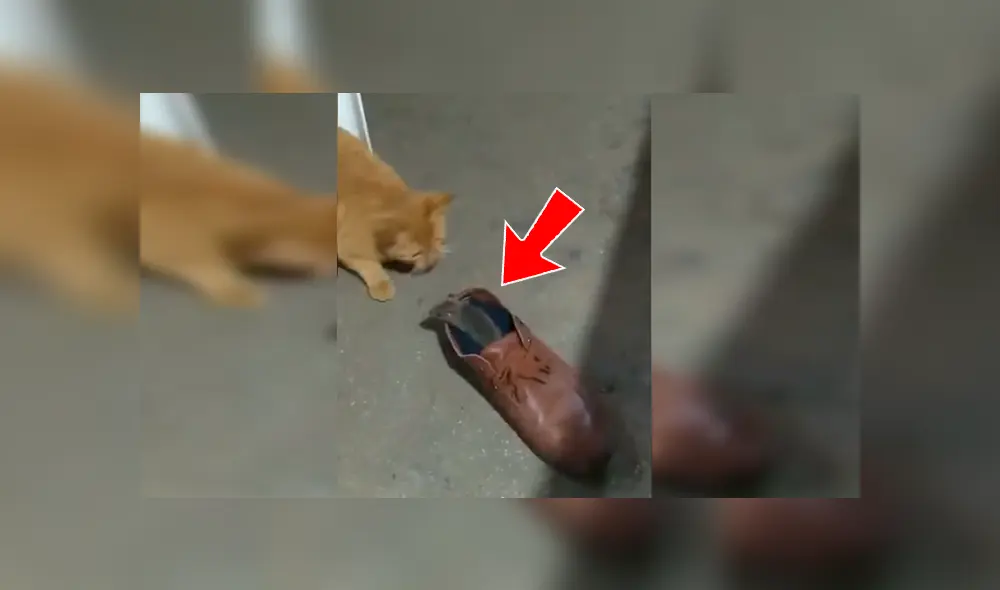 En Facebook, una joven grabó el momento que su gato puso a un indefenso ratón en unos zapatos para evitar que se fugue. En Facebook, una joven grabó el momento que su gato puso a un indefenso ratón en unos zapatos para evitar que se fugue.
