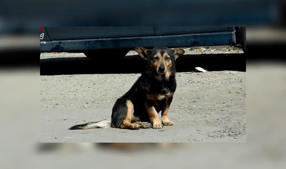 Roban almohada a perro que vivía en la calle y genera críticas en redes sociales [VIDEO]