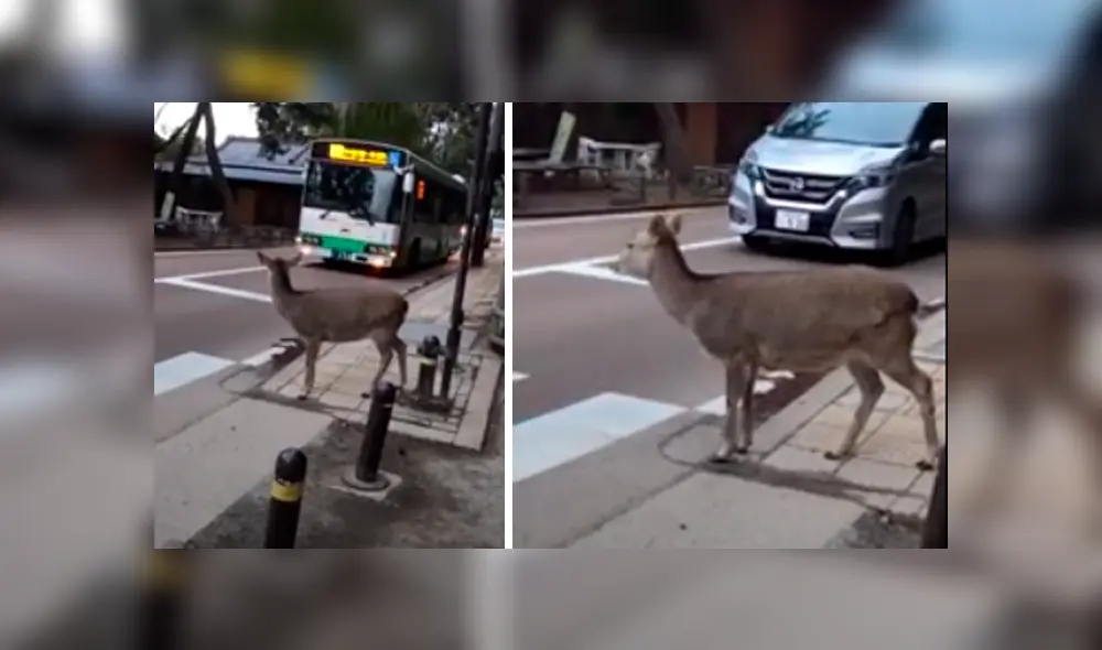 Desliza hacia la izquierda para ver más del video viral Desliza hacia la izquierda para ver más del video viral