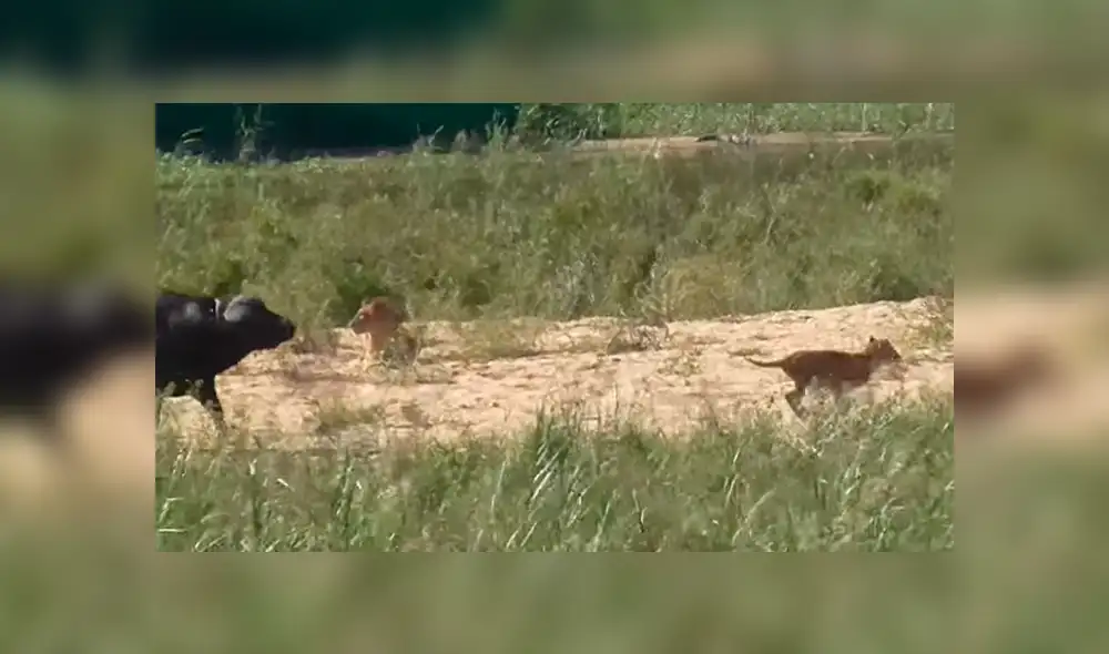 Feroz búfalo hace volar por los aires a hambriento león para rescatar a lagartija de ser devorada [VIDEO]