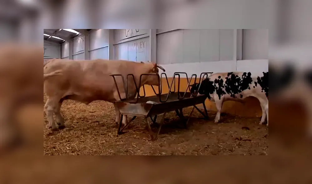 El buey también bebe 70 kilos de agua al día. Foto: ATLAS El buey también bebe 70 kilos de agua al día. Foto: ATLAS