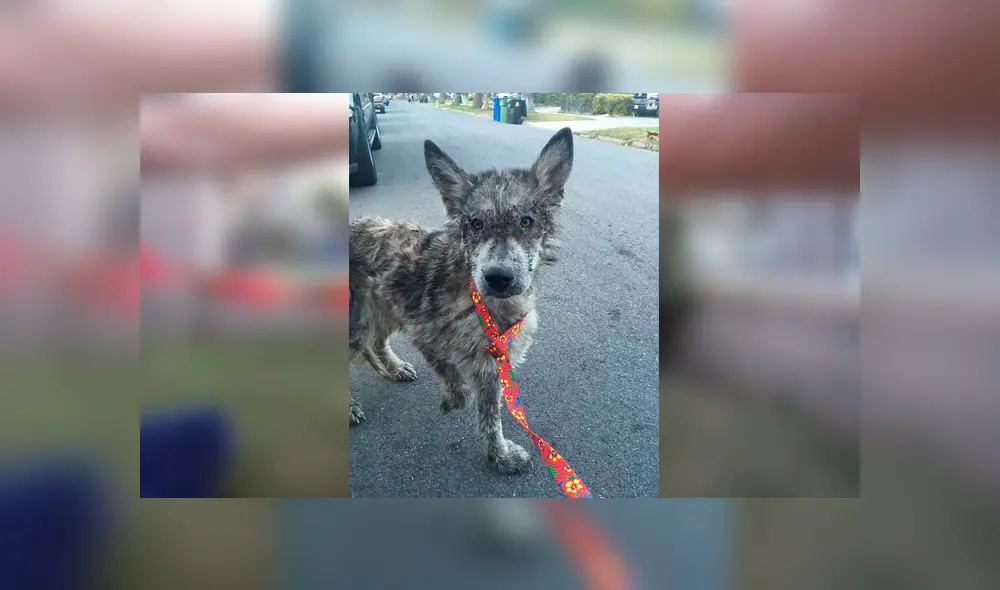 Desliza para ver las fotos de este perro que enamoró a todos en Facebook. Foto: Captura. Desliza para ver las fotos de este perro que enamoró a todos en Facebook. Foto: Captura.