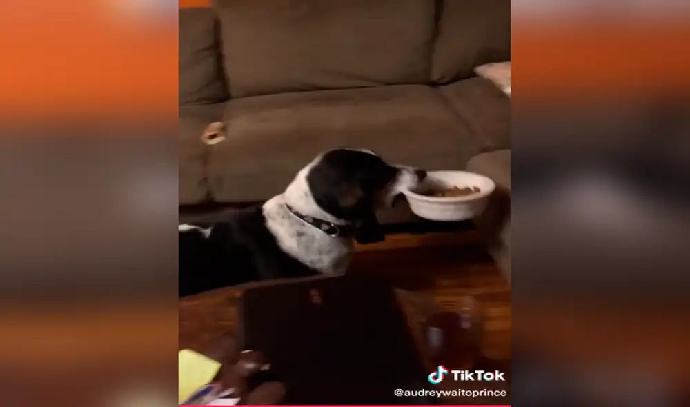 TikTok - animales - perro TikTok - animales - perro