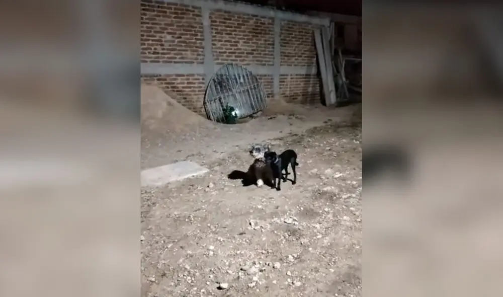 Desliza las imágenes para conocer el amoroso gesto que tuvo un animal callejero con una perrita que vivía con él. Foto: Captura de TikTok