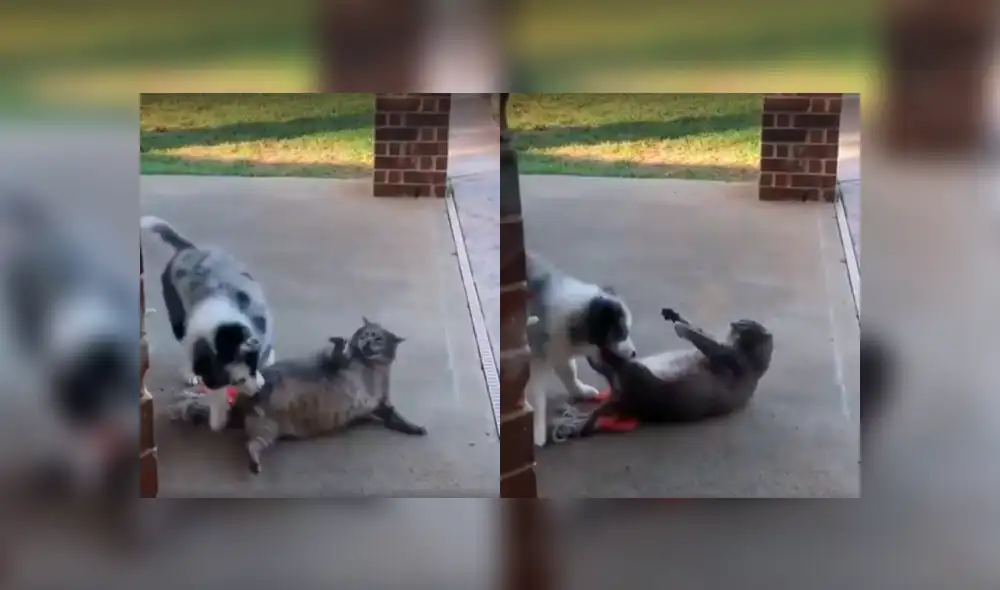 Desliza a la izquierda para ver la reacción que hizo reír a los usuarios de Facebook. Foto: Captura.