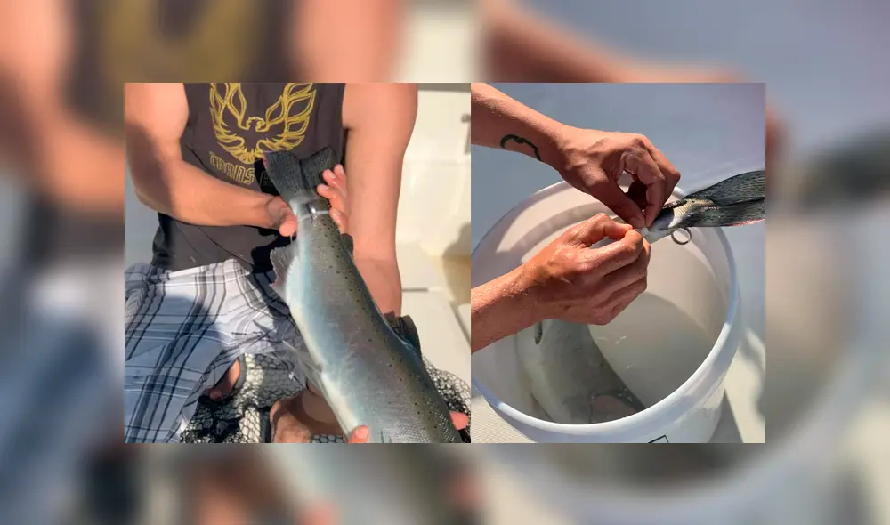 Pescador captura una trucha y hace terrible descubrimiento en el animal [VIDEO]