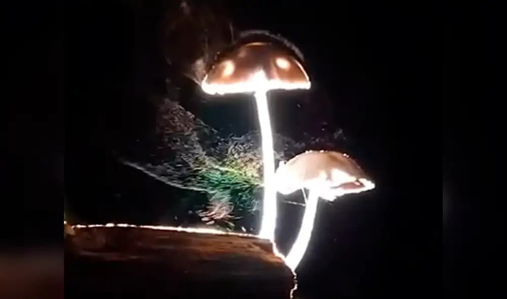 “Me recordaron un cuento de hadas”, comentó el autor del video. Foto: Viral Press / YouTube