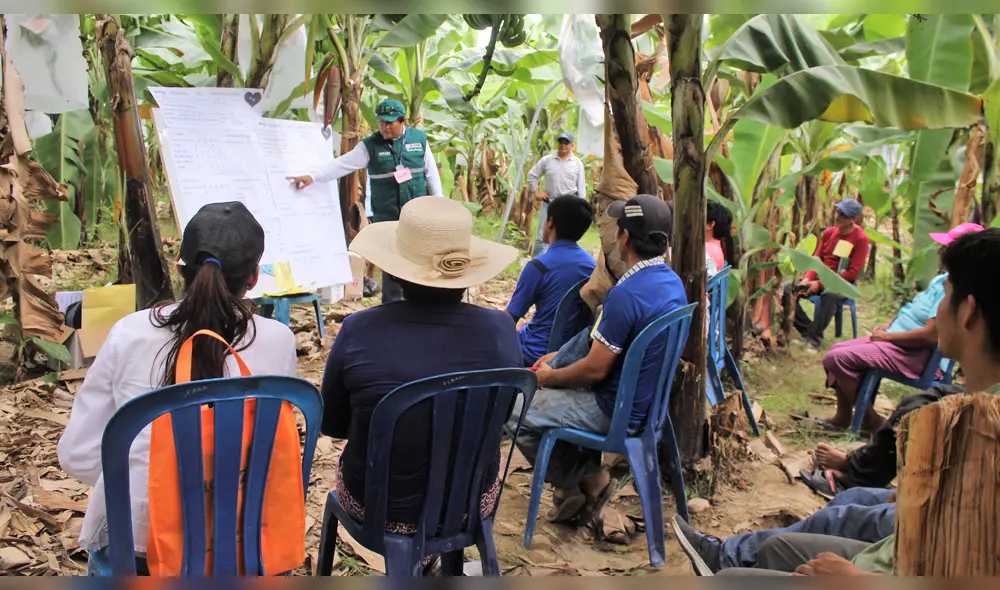Agricultores son capacitados para reportar hongo que genera marchitez en raíces y rizomas. Agricultores son capacitados para reportar hongo que genera marchitez en raíces y rizomas.