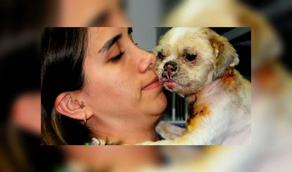 Perrita de víctima de incendio en Villa El Salvador mejoró pese a que sufrió graves quemaduras. Créditos: Perú 21. Perrita de víctima de incendio en Villa El Salvador mejoró pese a que sufrió graves quemaduras. Créditos: Perú 21.