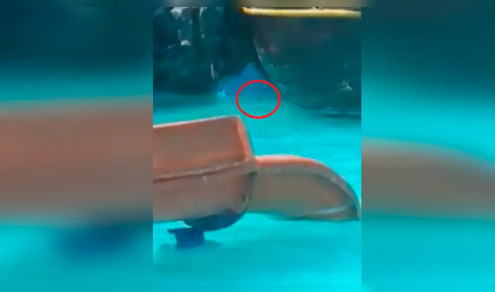 Encuentran roedor en piscina de local de esparcimiento en Piura [VIDEO]