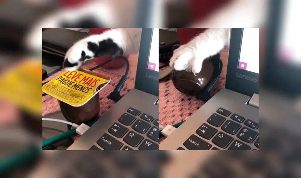 Desliza las imágenes para ver la peculiar escena que protagonizó este gato travieso al intentar robarle su comida a su dueña. Foto: Viralhog Desliza las imágenes para ver la peculiar escena que protagonizó este gato travieso al intentar robarle su comida a su dueña. Foto: Viralhog
