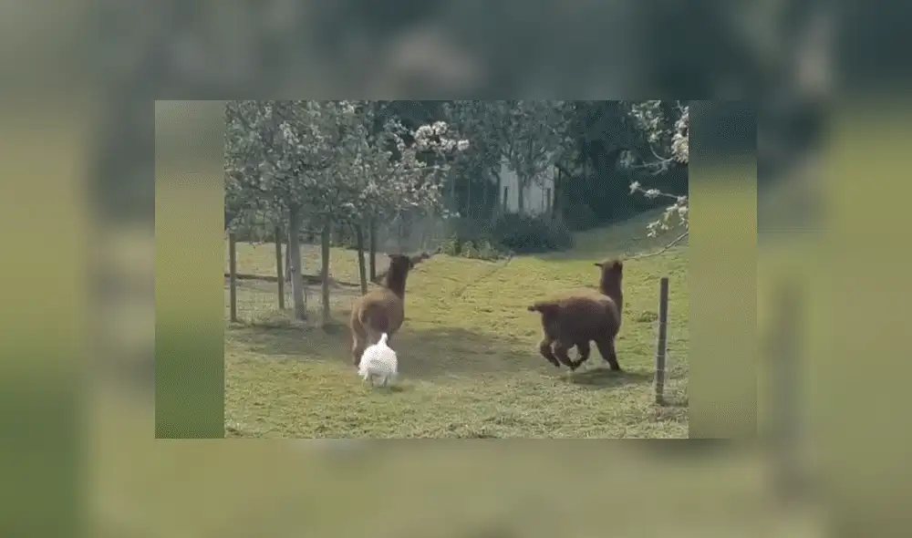 YouTube viral: Ganso irrumpe pelea de llamas y les da severa lección [VIDEO] 