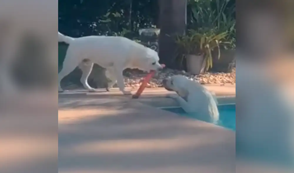 El can no dudó en ayudar a su hermana y usó su juguete para lograrlo. Foto: Aaron Tucker / Junkin Media