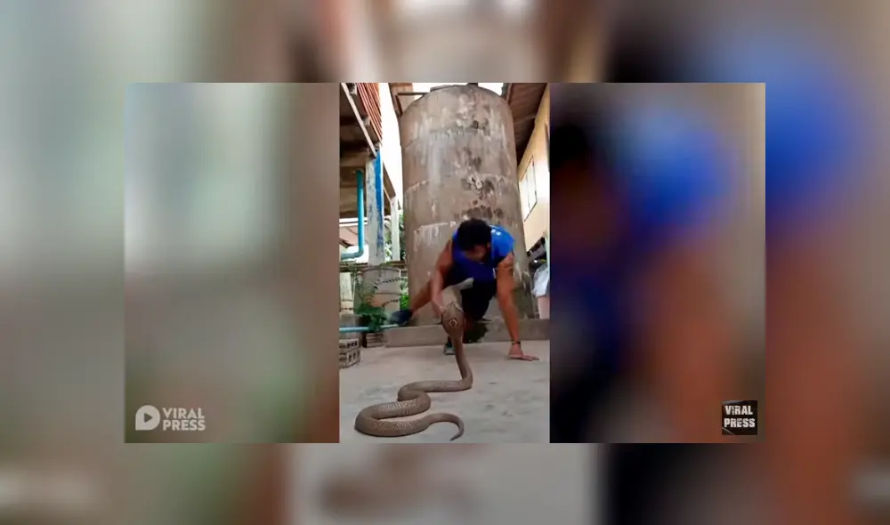 Desliza hacia la izquierda para ver el inusual baile que hizo el hombre para hipnotizar a una serpiente. Video viral de YouTube. Desliza hacia la izquierda para ver el inusual baile que hizo el hombre para hipnotizar a una serpiente. Video viral de YouTube.