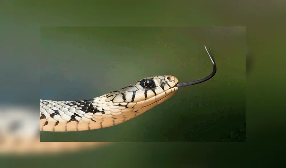 YouTube viral: captan a enormes serpientes devorando a peces en río y miles quedan en shock [VIDEO]