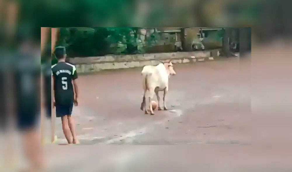 El animal entró intempestivamente a la cancha de juego y se convirtió en el centro de atención por su singular comportamiento El animal entró intempestivamente a la cancha de juego y se convirtió en el centro de atención por su singular comportamiento