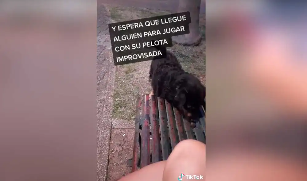 Desliza las imágenes para ver la peculiar escena que protagonizó este can callejero. Foto: captura de TikTok/presentado23adrian