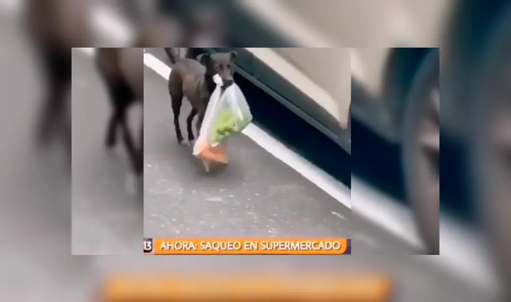 Video es viral en Facebook. El can fue captado durante un noticiero, cuando se narraban los hechos ocurridos en uno de los saqueos en Chile