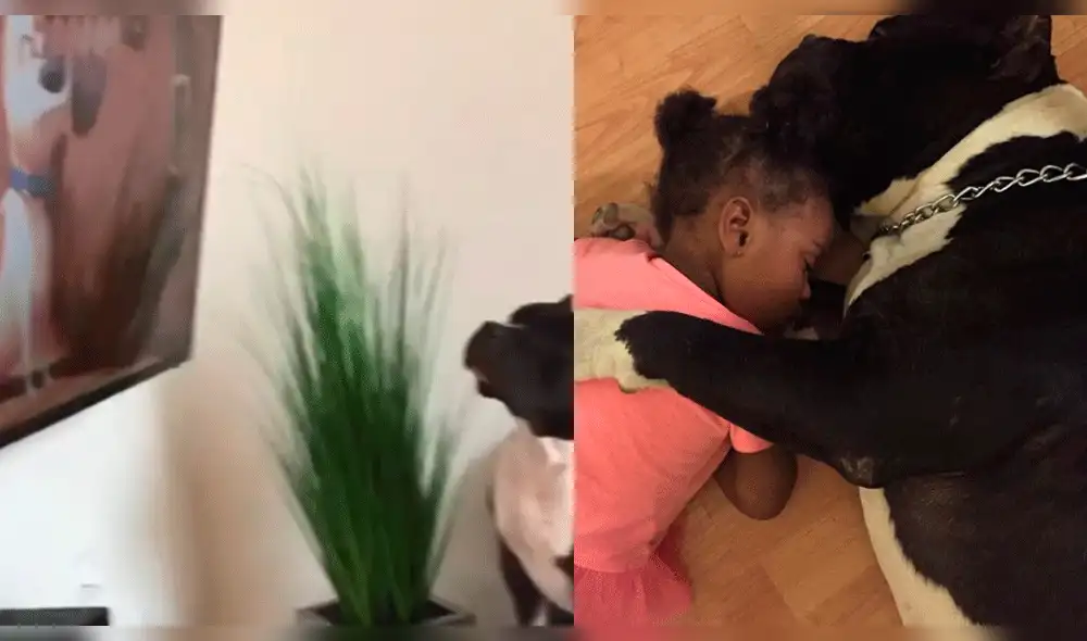 Facebook: Bulldog ve una película animada y su reacción enternece a todos [VIDEO]