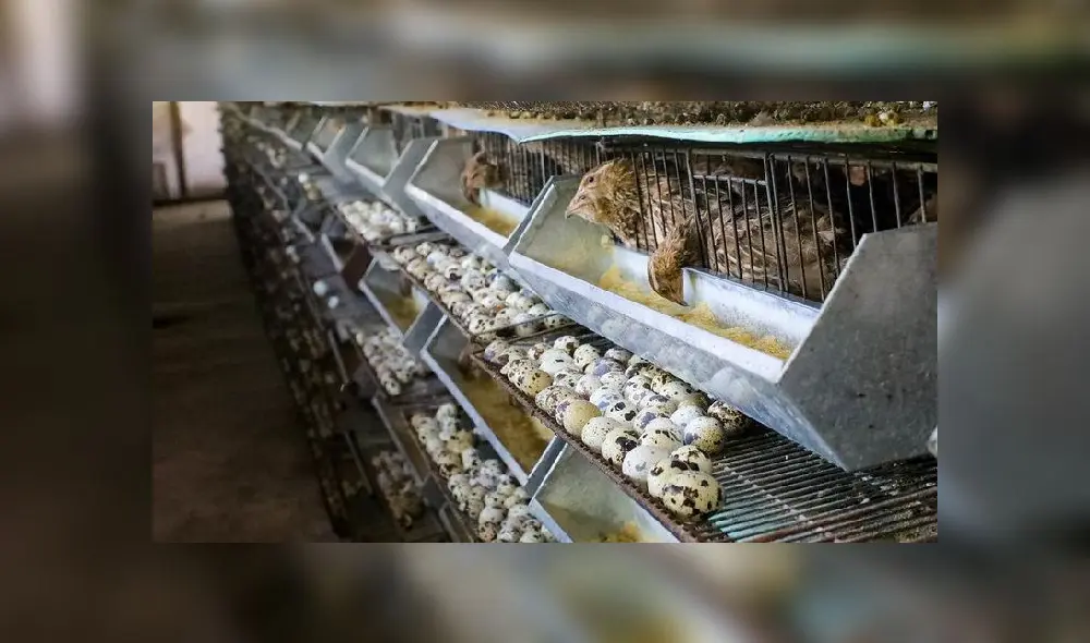 Giro de negocio. Foto: Produce Giro de negocio. Foto: Produce